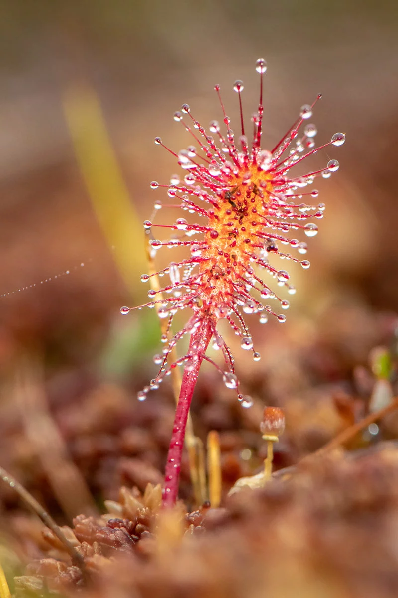 Langblättriger Sonnentau (Great sundew)