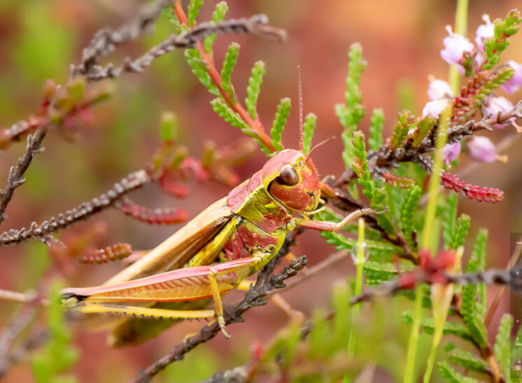 Sumpfschrecke - Weibchen (Large marsh grasshopper - female)