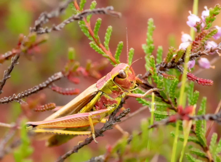 Sumpfschrecke - Weibchen (Large marsh grasshopper - female)