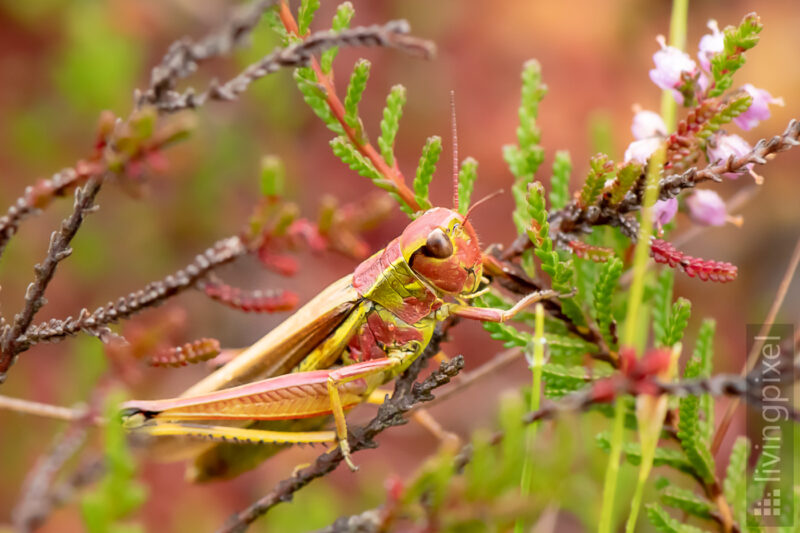 Sumpfschrecke - Weibchen (Large marsh grasshopper - female)