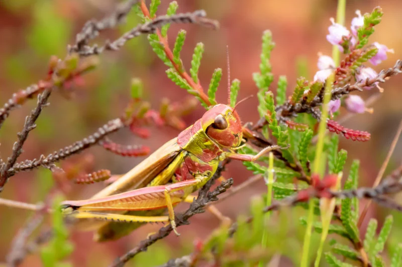 Sumpfschrecke - Weibchen (Large marsh grasshopper - female)