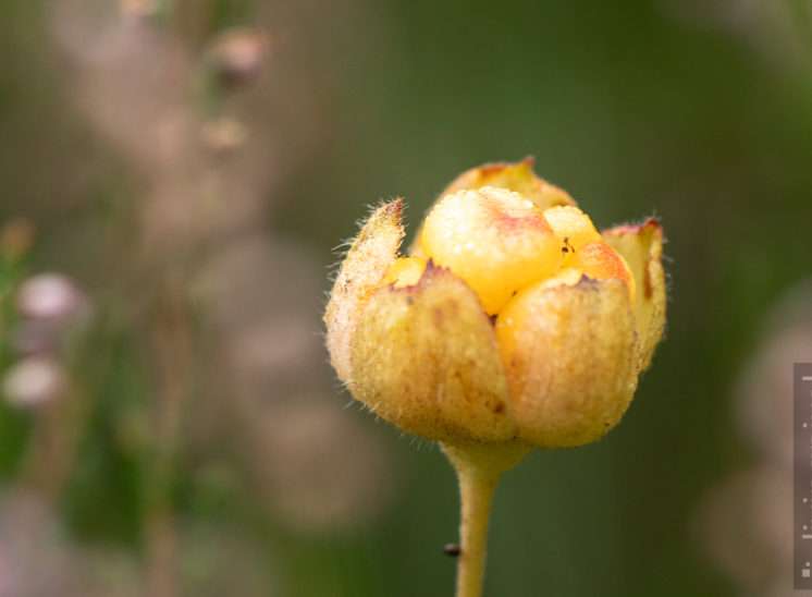 Moltebeere (Cloudberry)