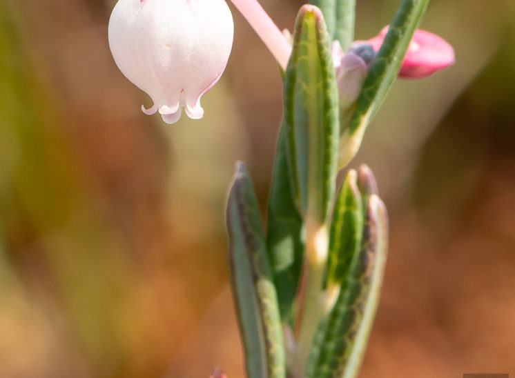 Glockenheide (Erica tetralix)