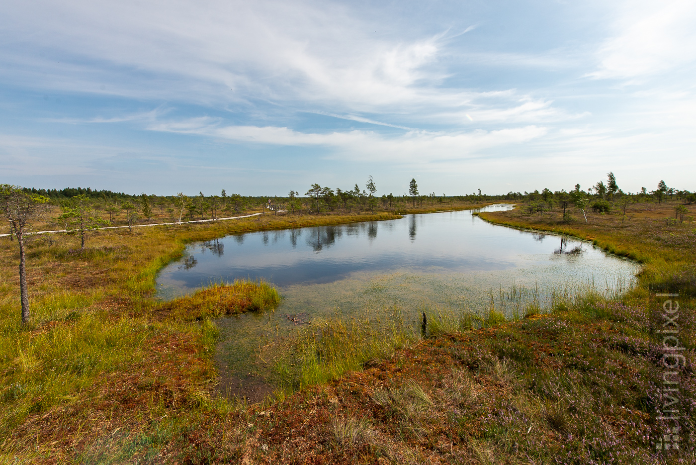 Spiegelung auf dem Sumpfsee