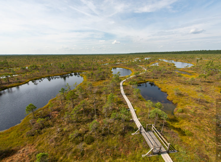 Moorlandschaft