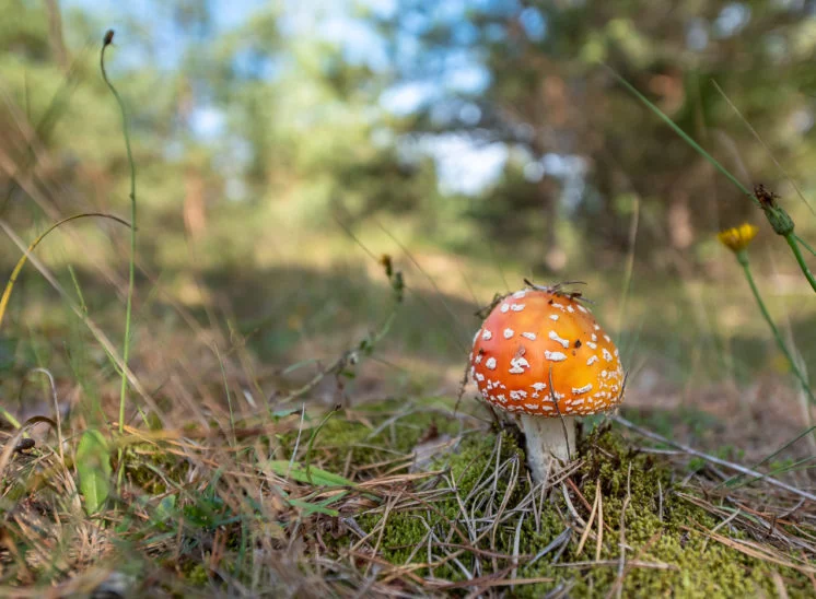 Fliegenpilz (Amanita muscaria)