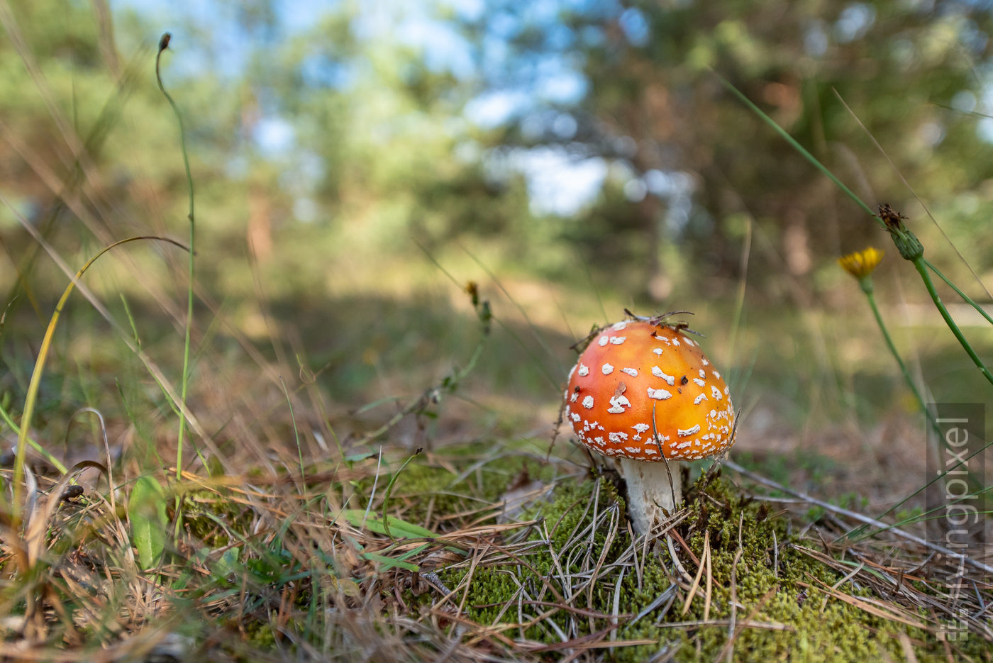 Fliegenpilz (Amanita muscaria)