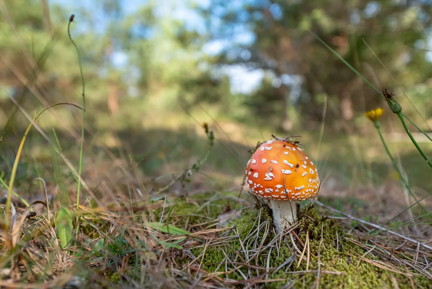 Fliegenpilz (Amanita muscaria)