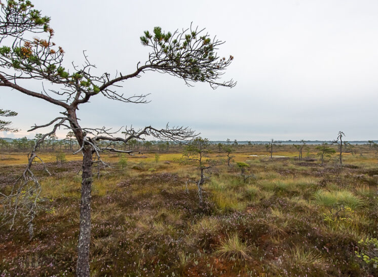 Moorlandschaft