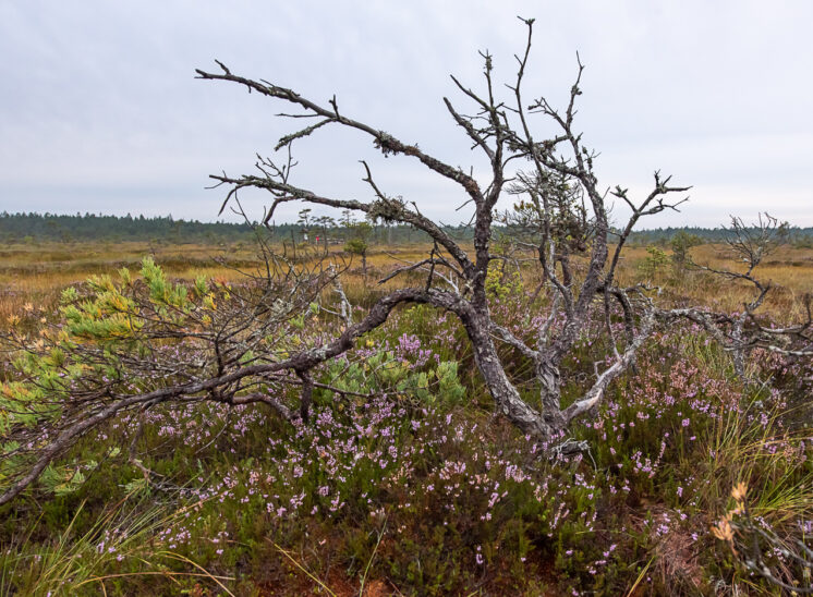 Moorlandschaft