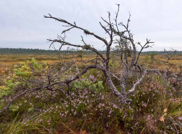 Moorlandschaft