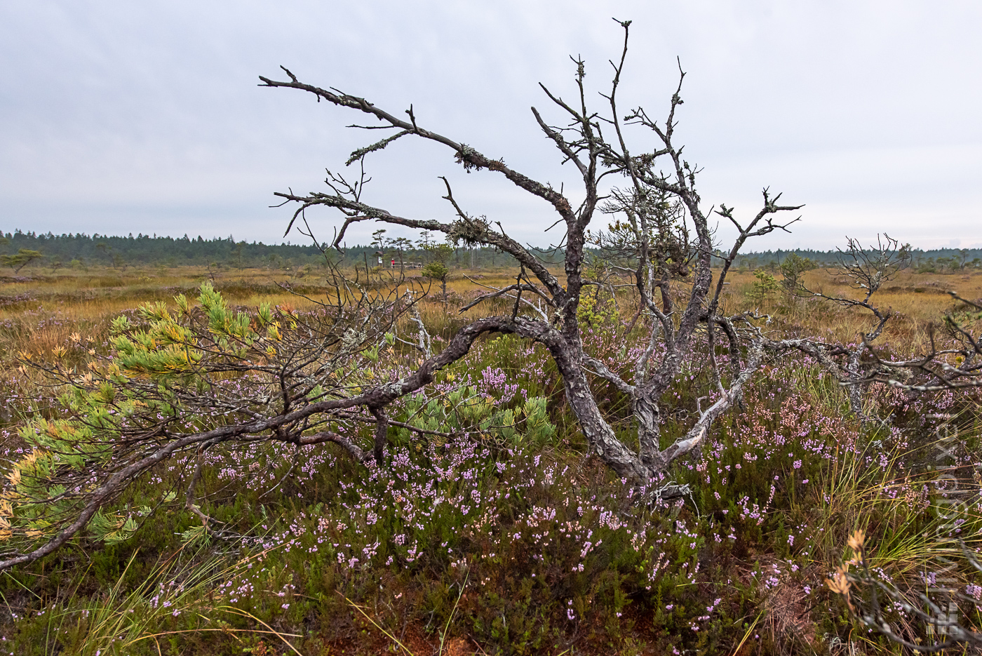 Moorlandschaft