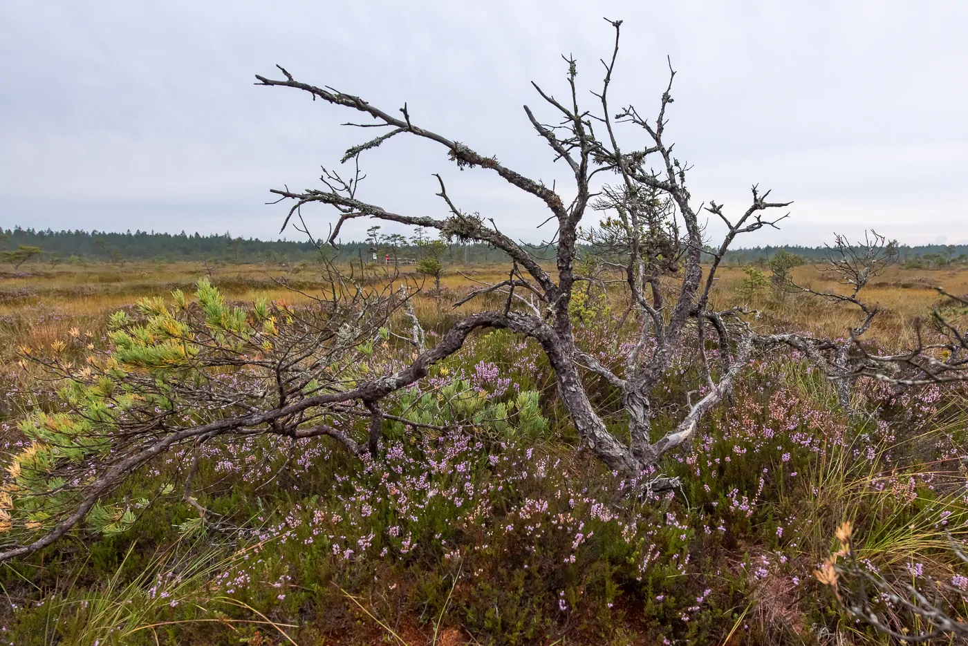 Moorlandschaft