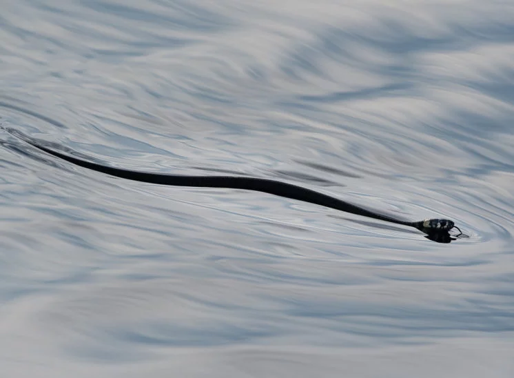 Ringelnatter (Grass snake)