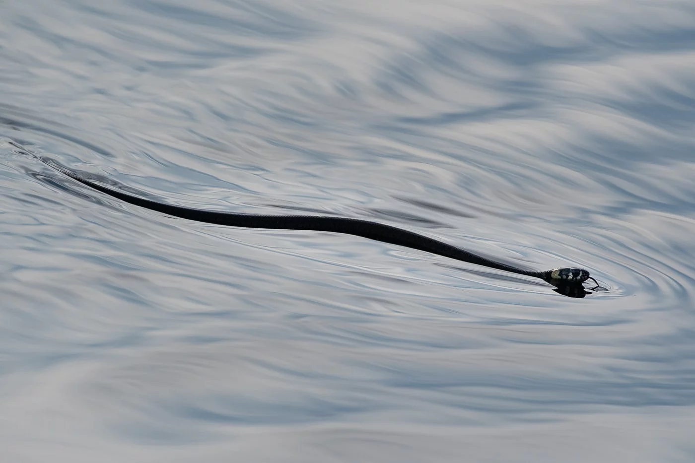 Ringelnatter (Grass snake)