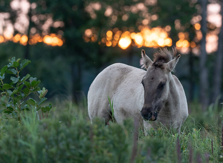 Konik im Morgenglühen