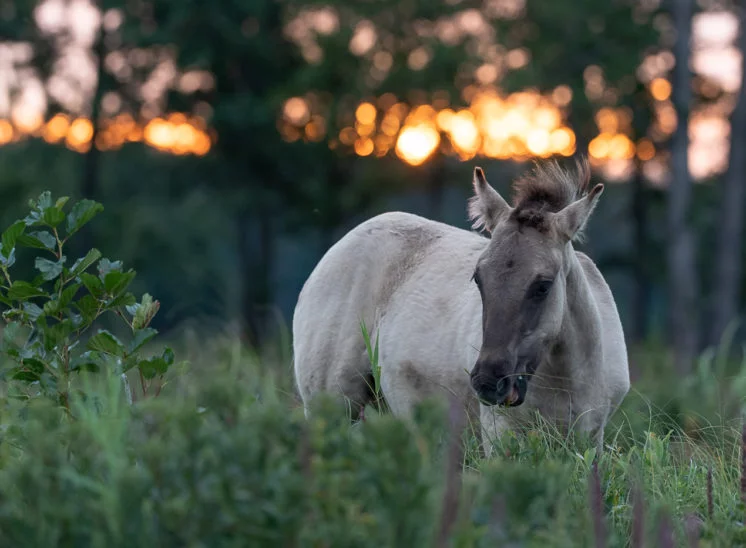 Konik im Morgenglühen