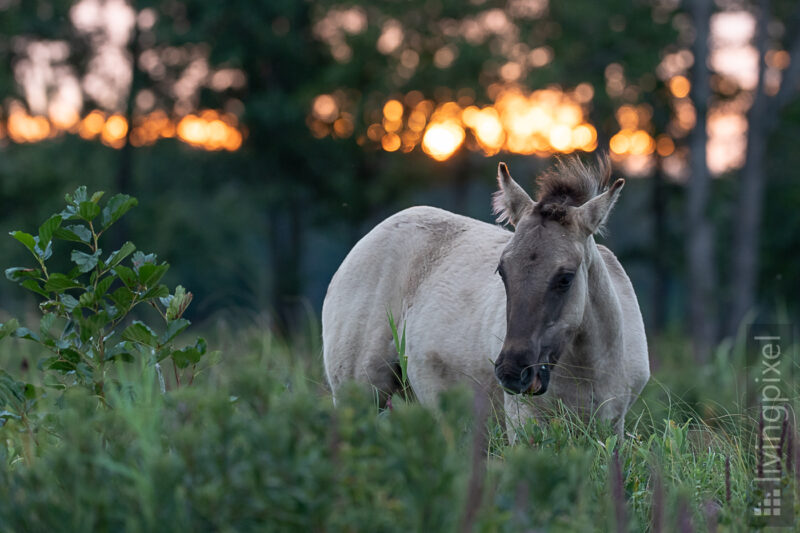 Konik im Morgenglühen