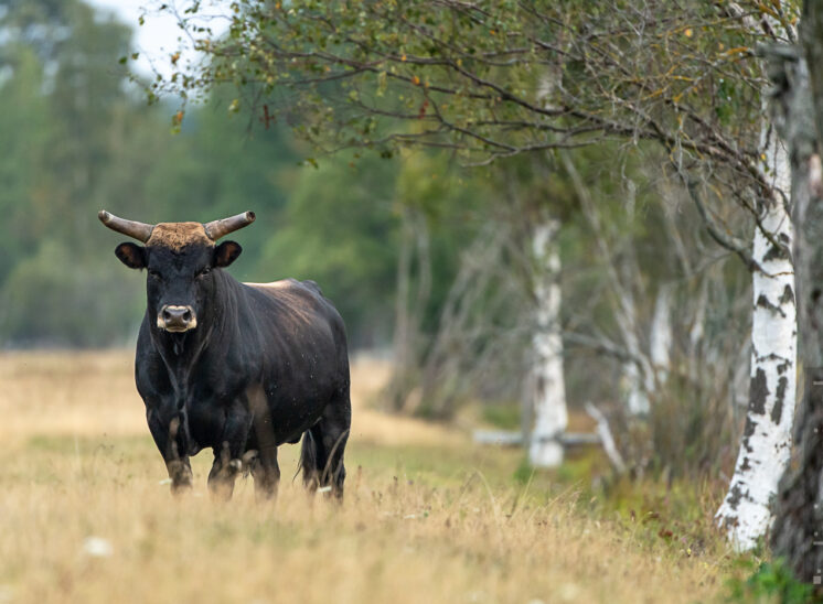 Heckrind (Heck cattle)