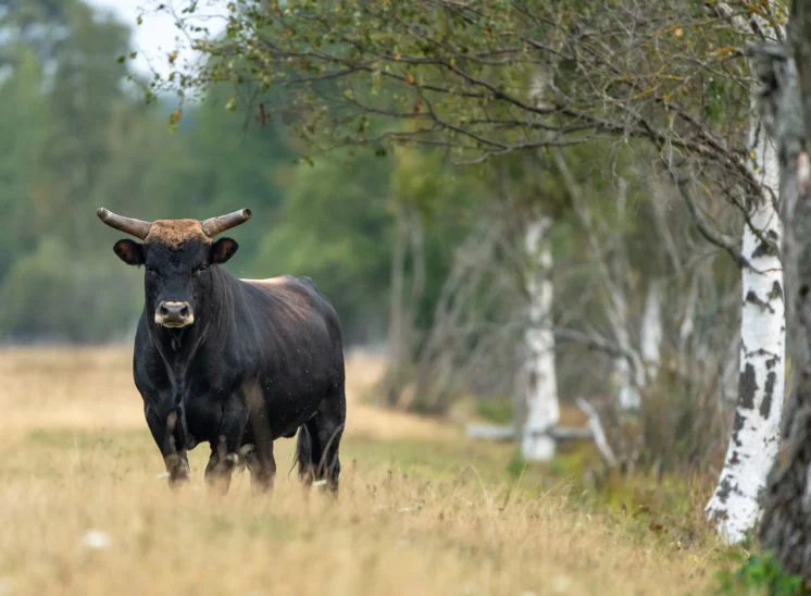 Heckrind (Heck cattle)