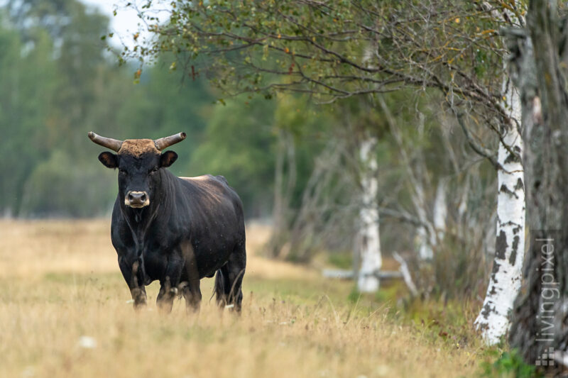 Heckrind (Heck cattle)