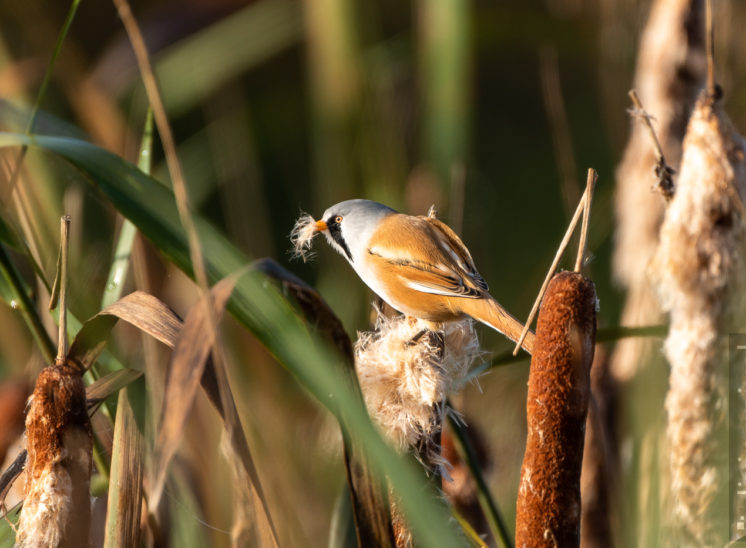 Bartmeise (Bearded reedling)