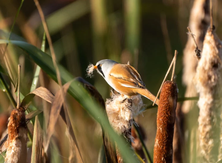 Bartmeise (Bearded reedling)