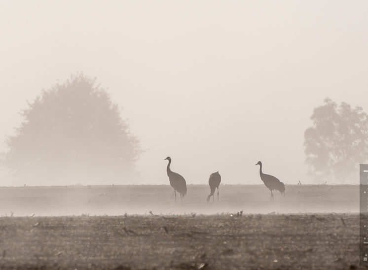 Frühstück im Nebel