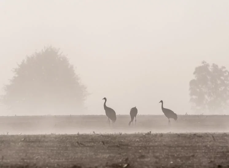 Frühstück im Nebel