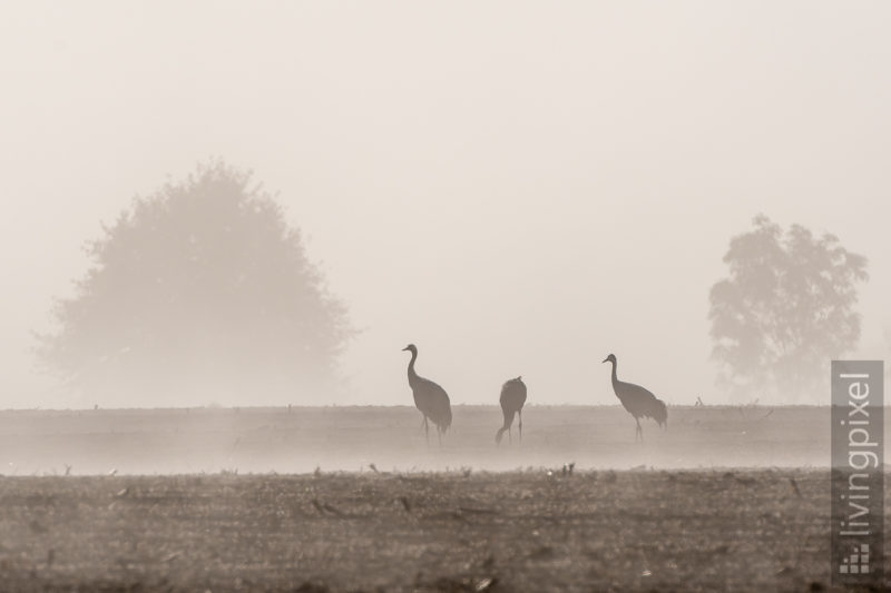 Frühstück im Nebel