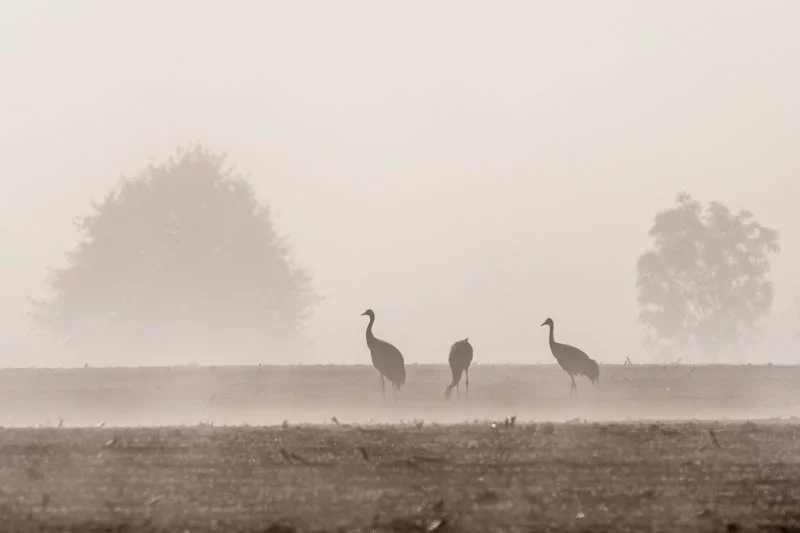 Frühstück im Nebel