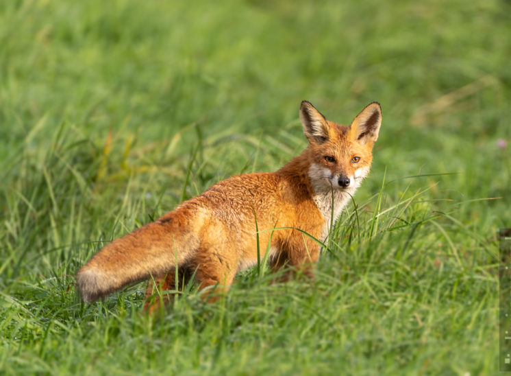 Rotfuchs (Red fox)