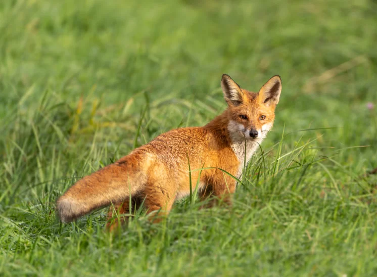 Rotfuchs (Red fox)