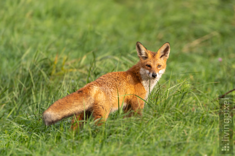 Rotfuchs (Red fox)