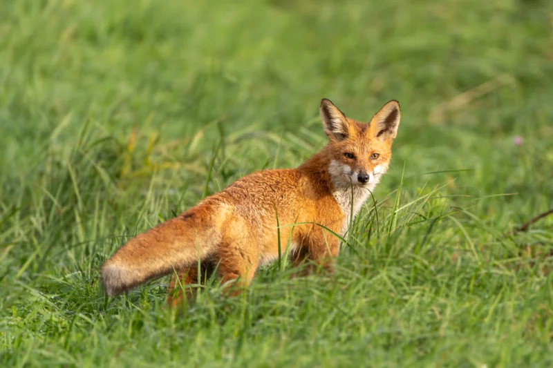 Rotfuchs (Red fox)