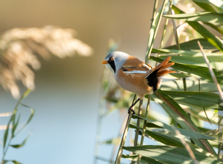 Bartmeise (Bearded reedling)