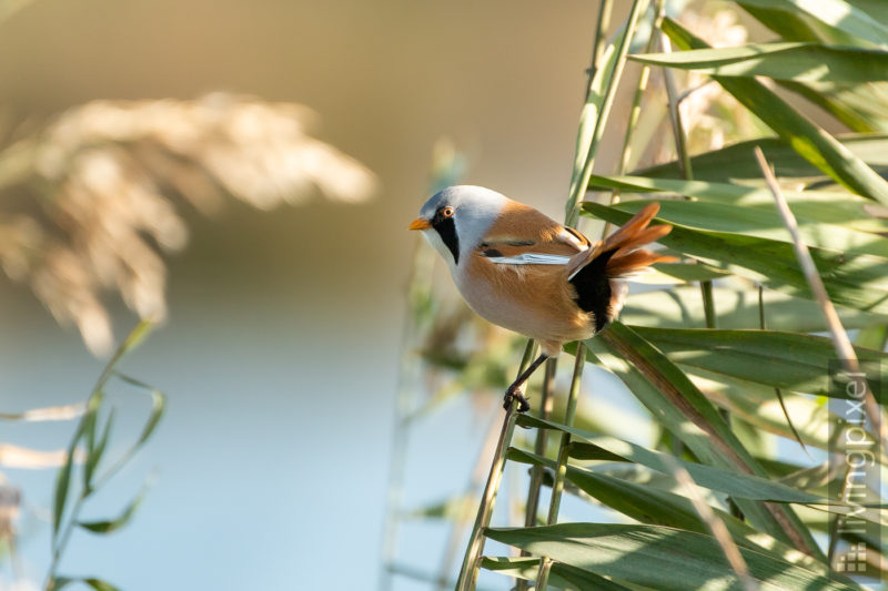 Bartmeise (Bearded reedling)