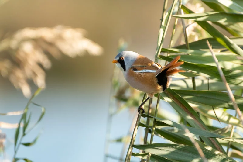 Bartmeise (Bearded reedling)