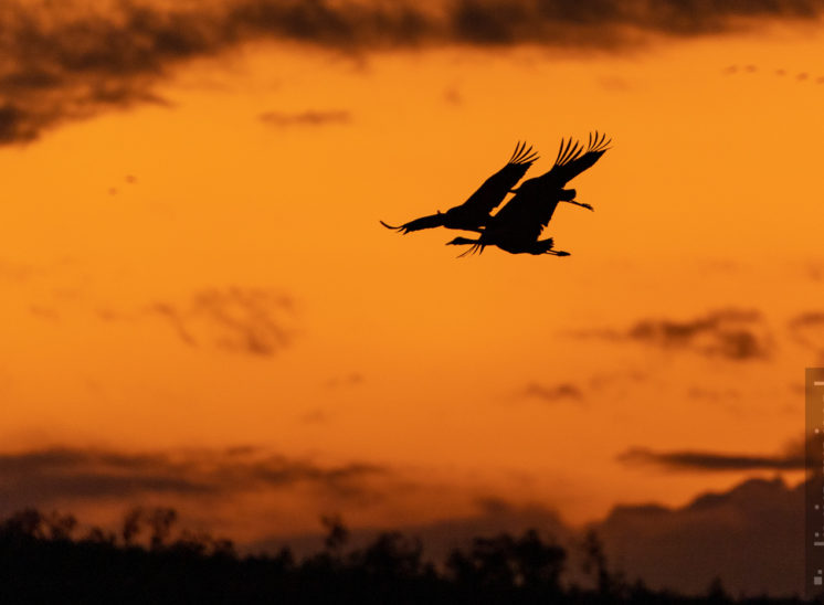 Kraniche im Anflug