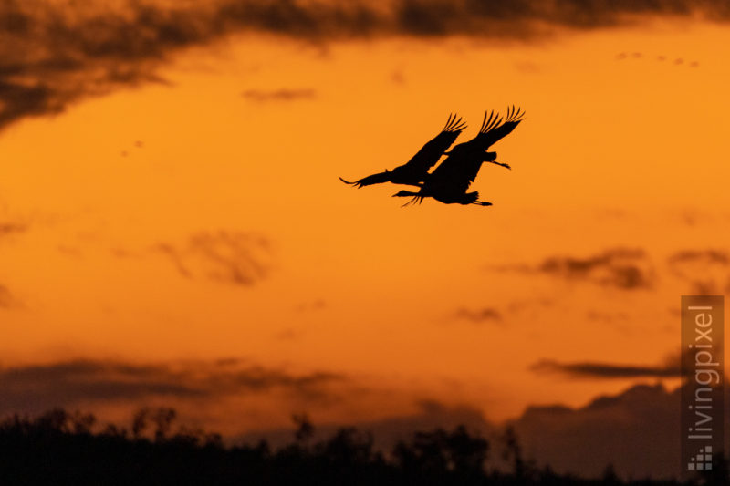 Kraniche im Anflug