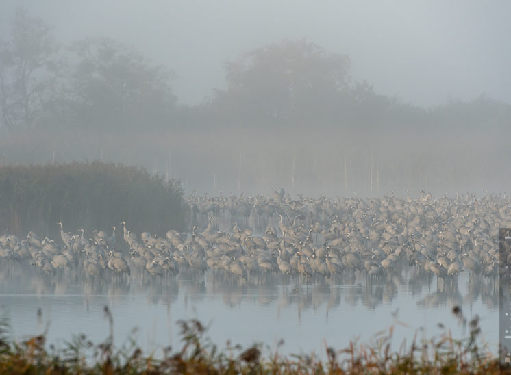 Schlafplatz im Nebel