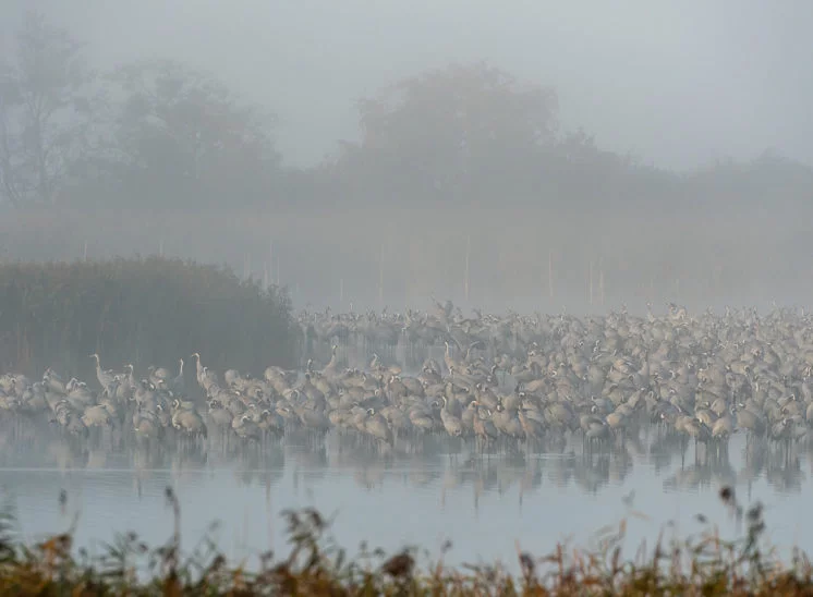 Schlafplatz im Nebel