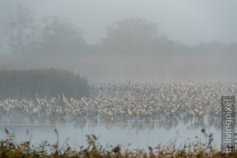 Schlafplatz im Nebel