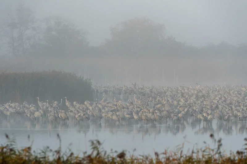 Schlafplatz im Nebel