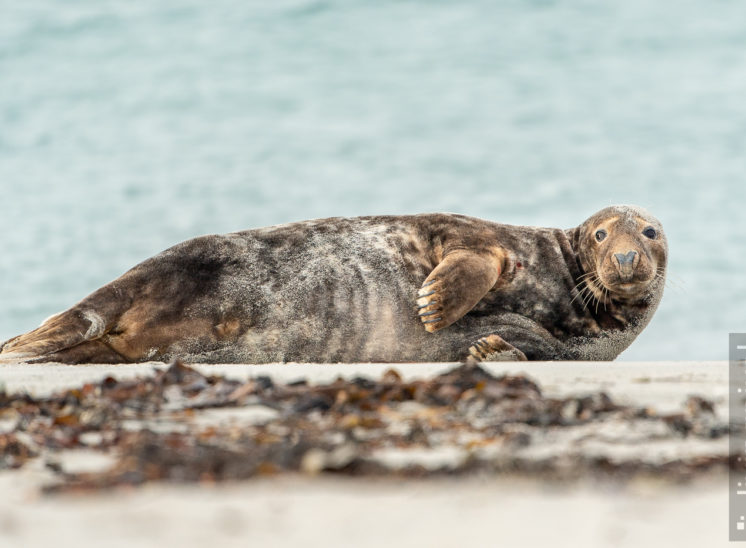 Kegelrobbe (Grey seal)