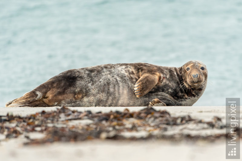 Kegelrobbe (Grey seal)