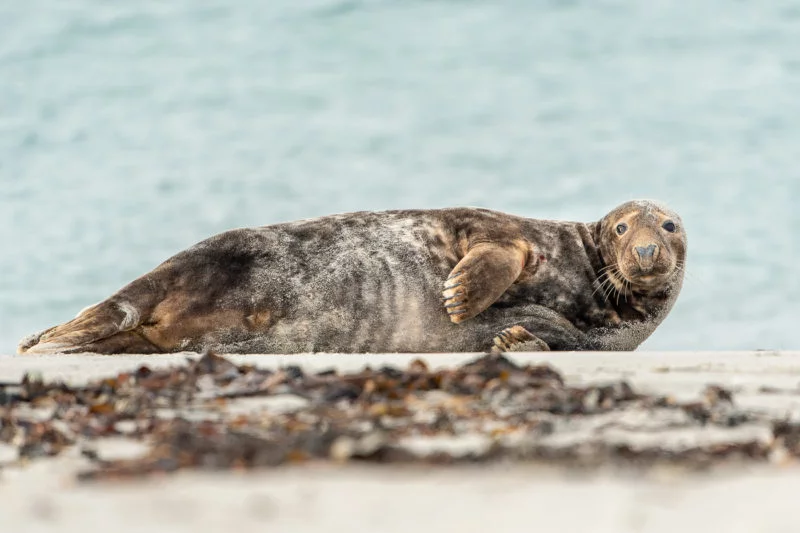 Kegelrobbe (Grey seal)