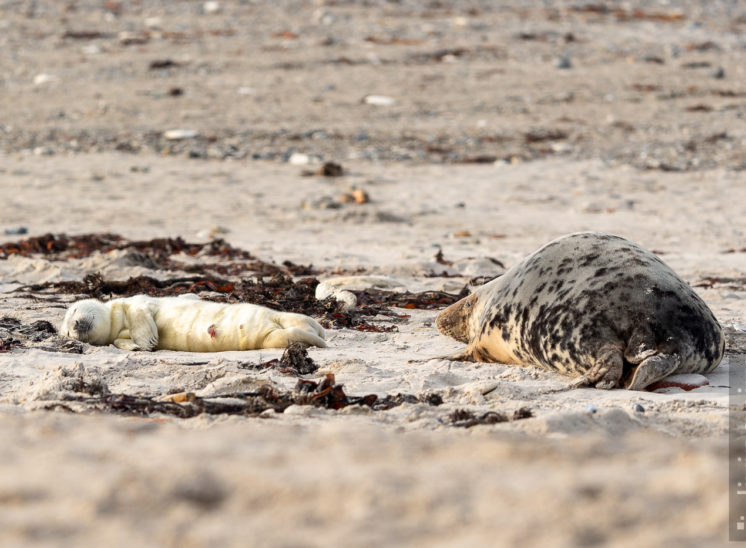 Kegelrobbe (Grey seal)