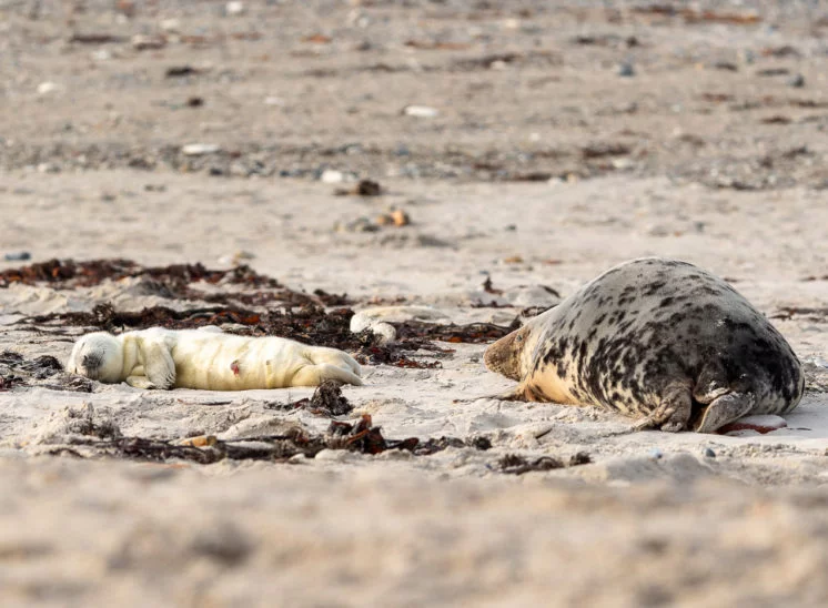 Kegelrobbe (Grey seal)