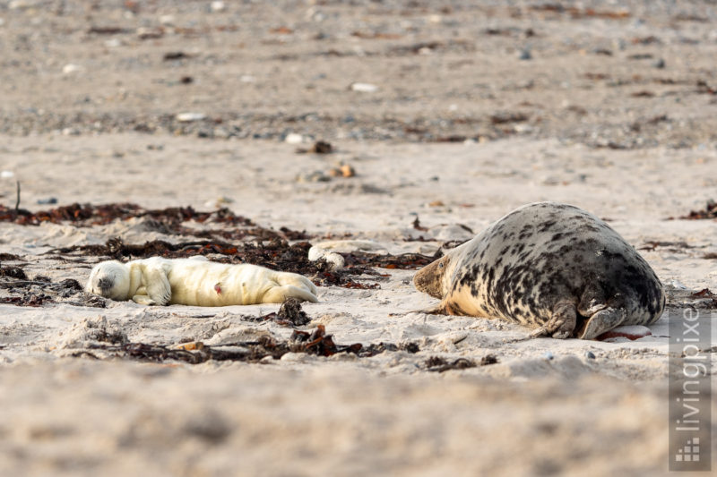 Kegelrobbe (Grey seal)